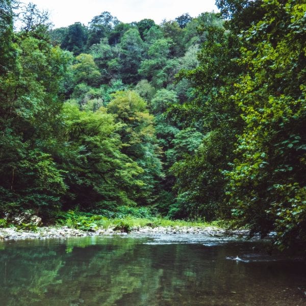 A pond surrounded by woods.