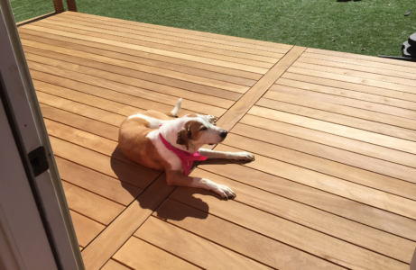 Garapa Hardwood deck with a dog laying on it