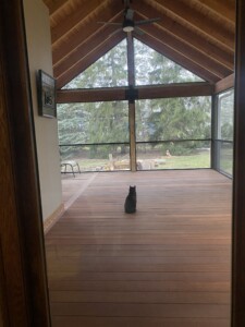 A covered batu deck with a black cat sitting in the middle of it.